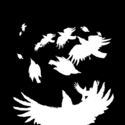 Birds Brushes